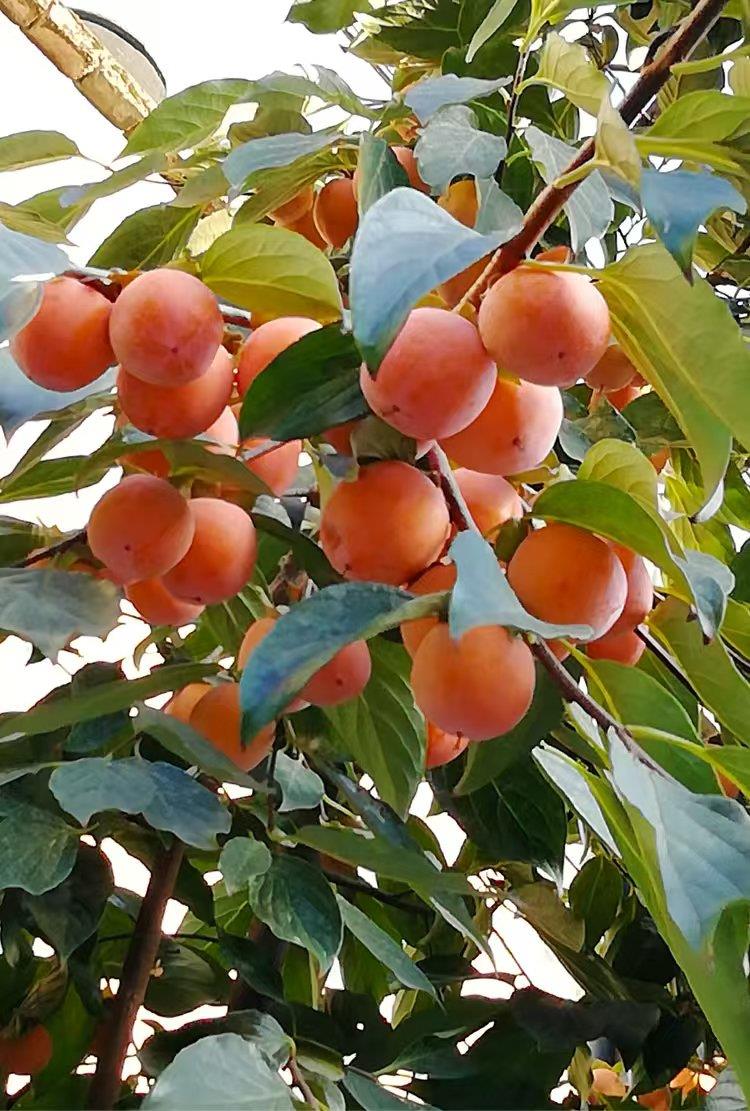果树