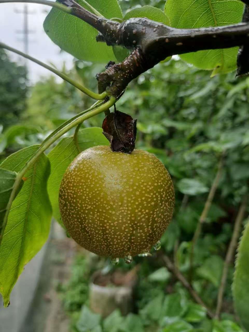 果树
