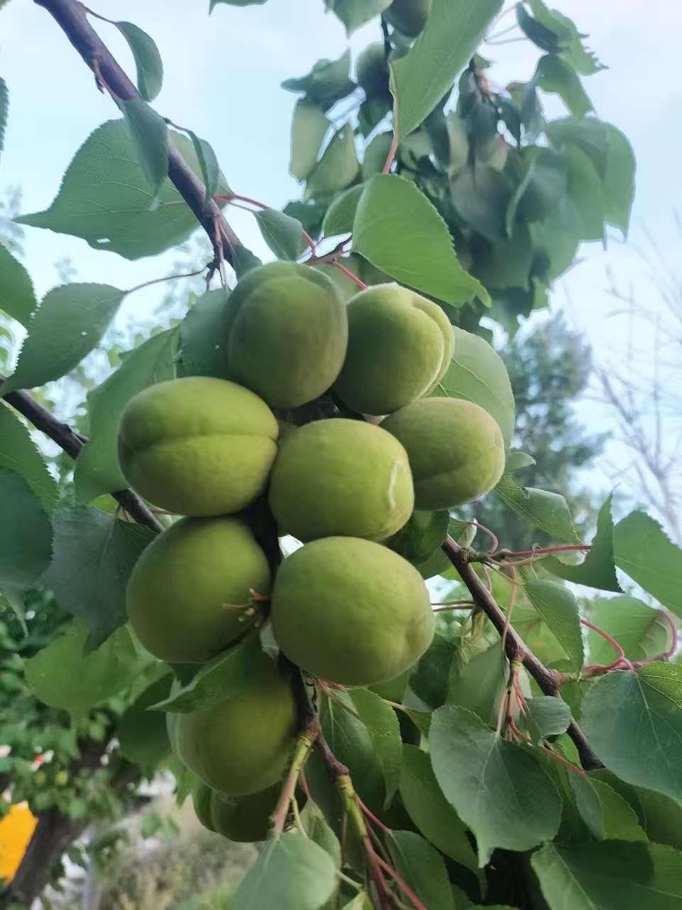 果树