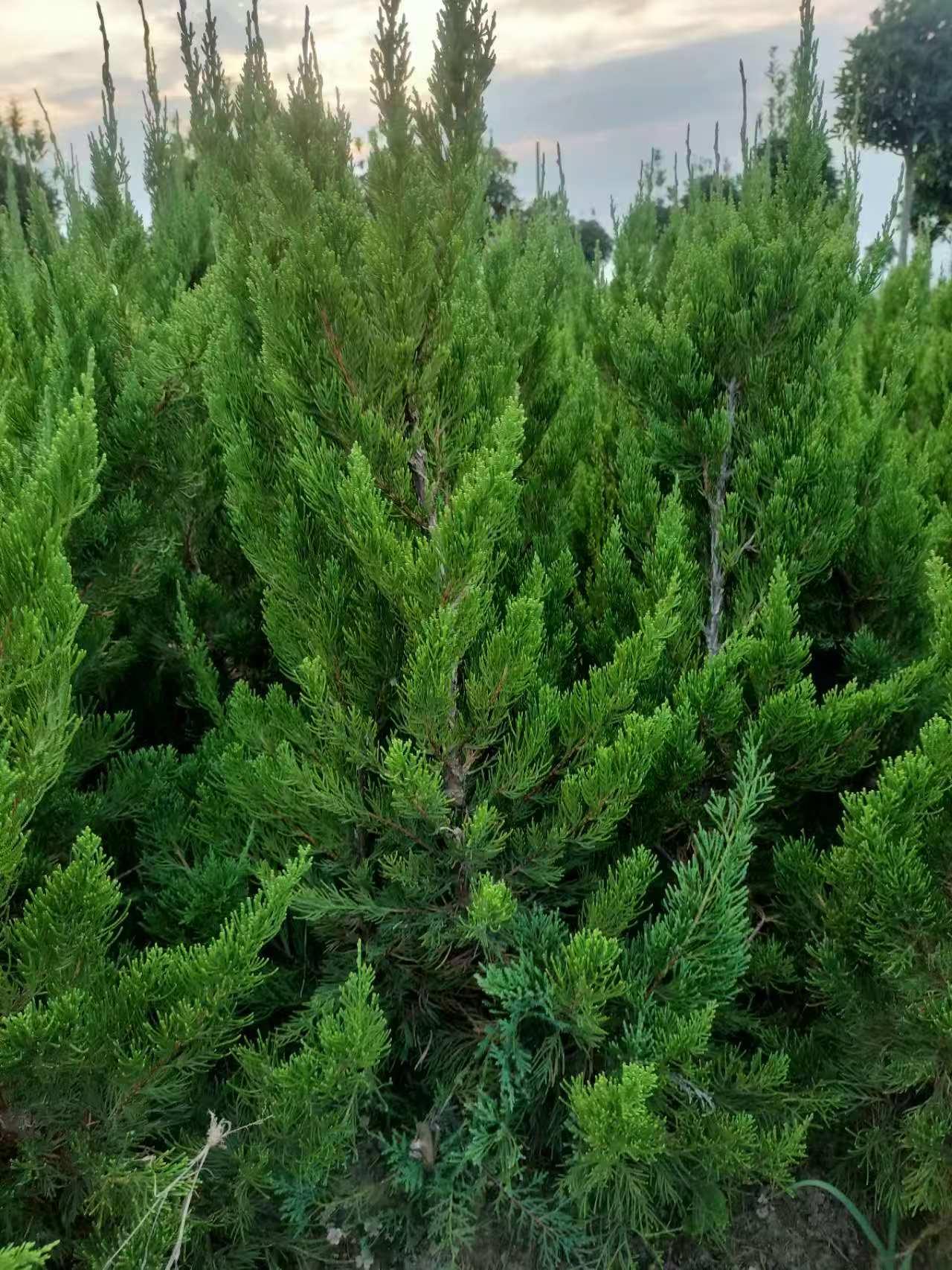 胜天国际移动端微商城手机版远程运营控制中心