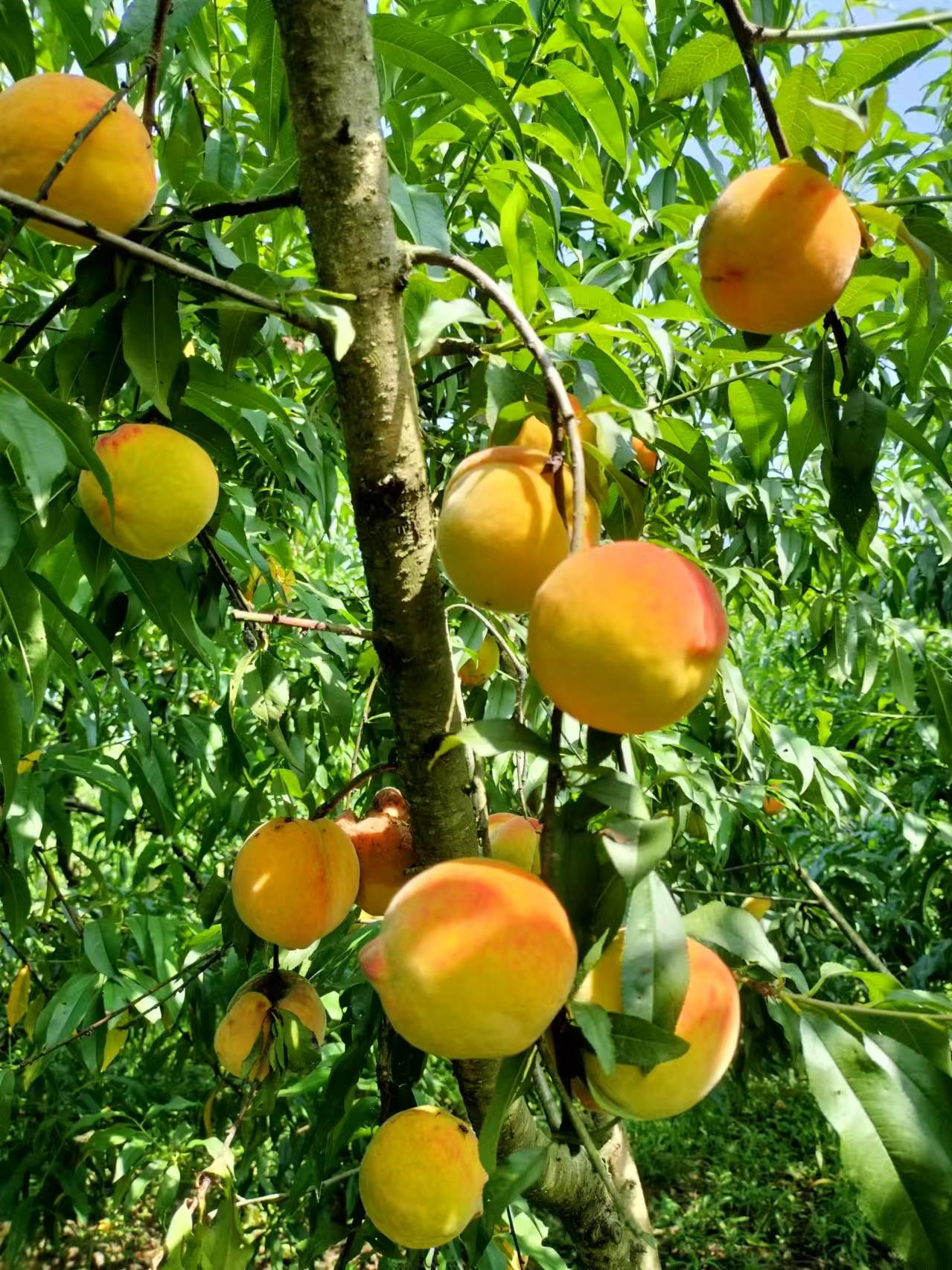 果树