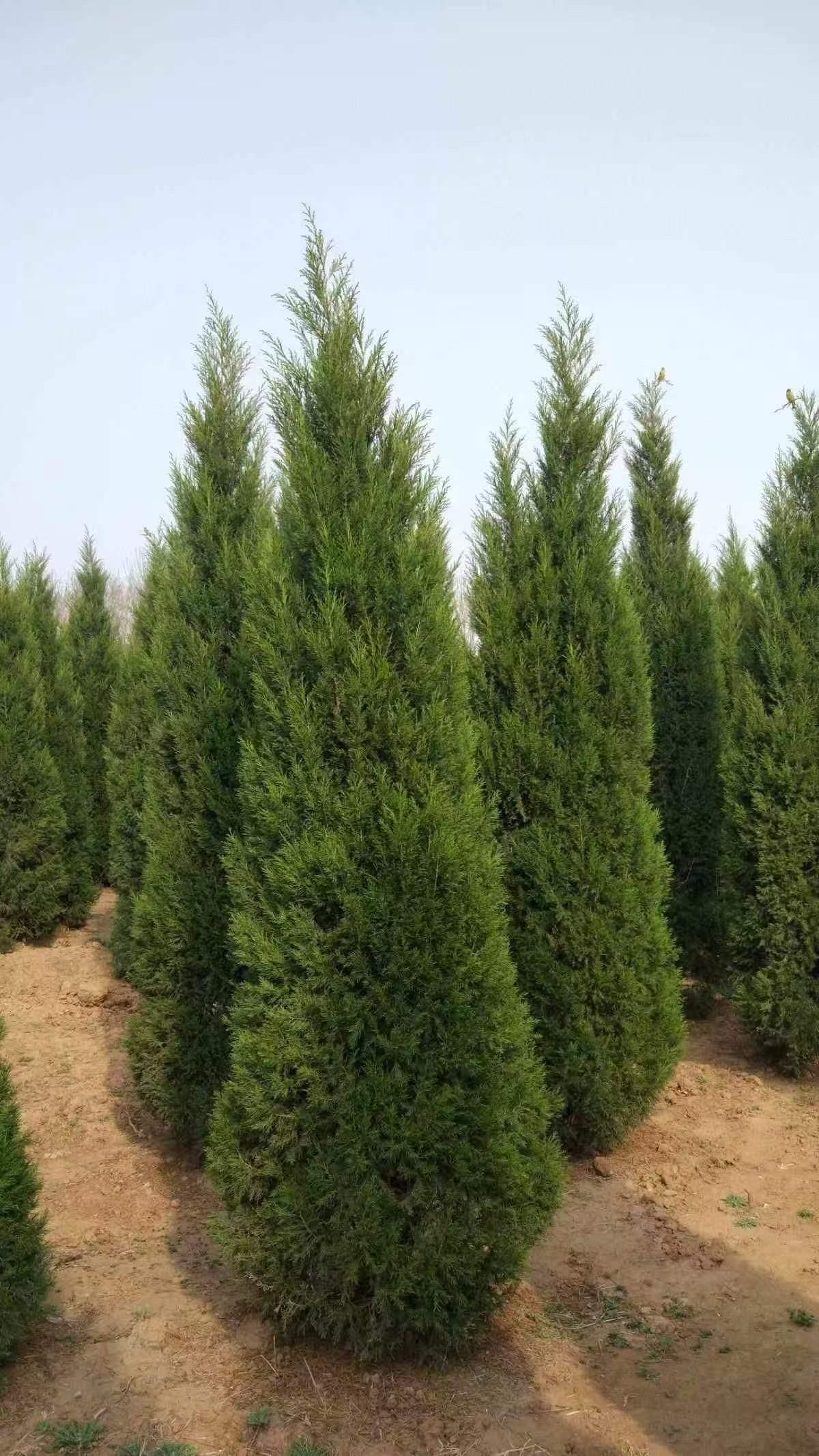绿植